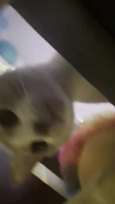 The last thing I saw before I died
