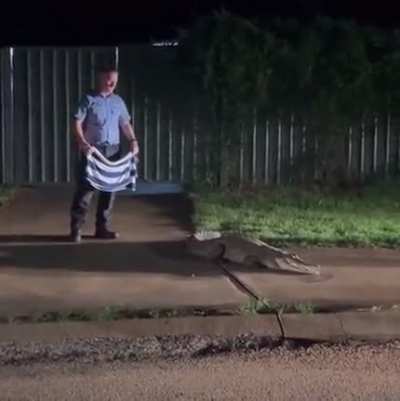 let me just subdue this crocodile with a towel