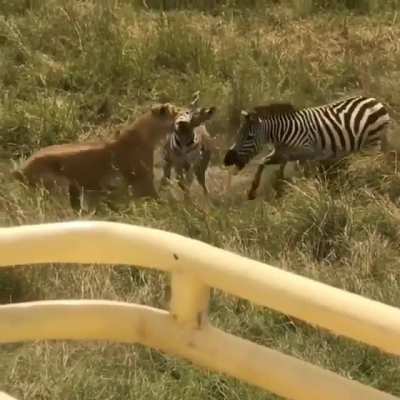 Zebra wards off predator