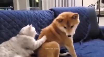 Cat masseur