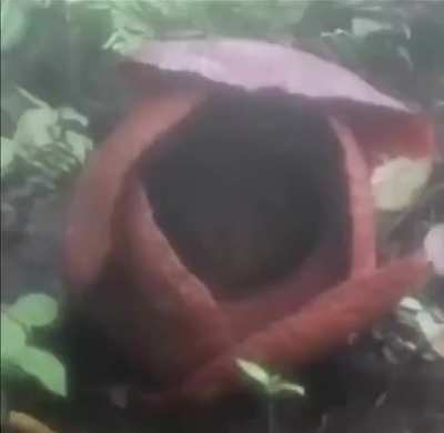 After 13 years, the rare Rafflesia bloomed in Indonesia. This world's largest parasite smells like rotting meat, has no leaves, and dies in just 5-7 days
