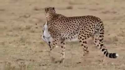 One of the easiest hunt for Cheetah