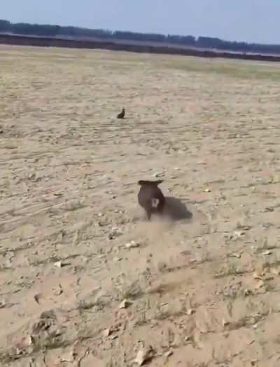 The rabbit is escaping from the dog by taking breaks because the dog is a bit chubby.