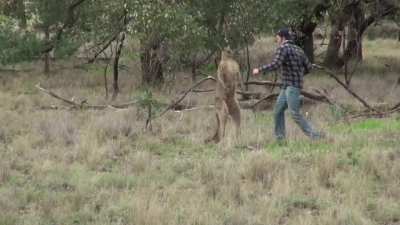 Man Punches a Kangaroo in the Face to Rescue His Dog