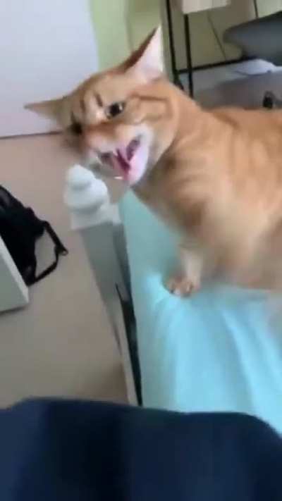 Pussy pass denied.