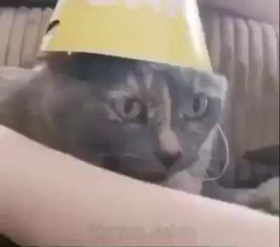 cats are the best