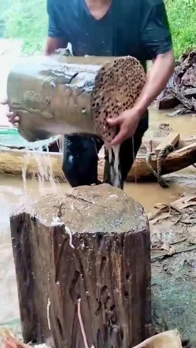 Worms coming out of a wood stump