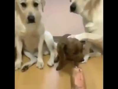 Who ate the salame?