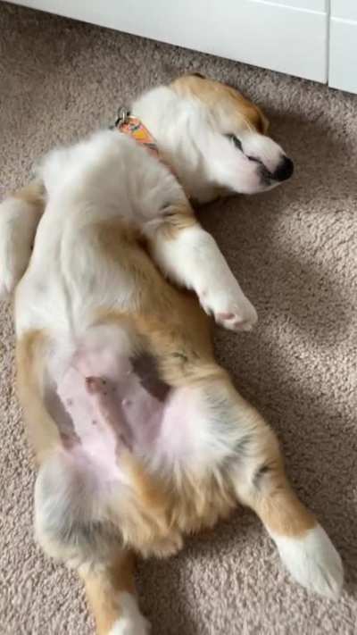 Just the sleepiest little dude!