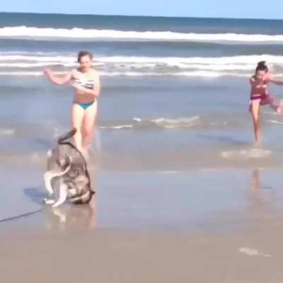 Doggy See, Doggy Do