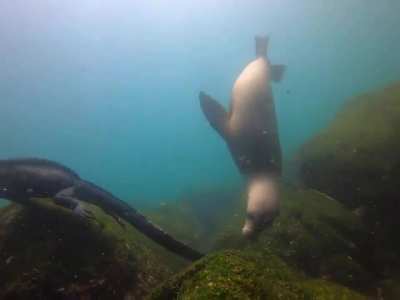 A sea lion pestering a Galápagos marine iguana as it forages on sea algae