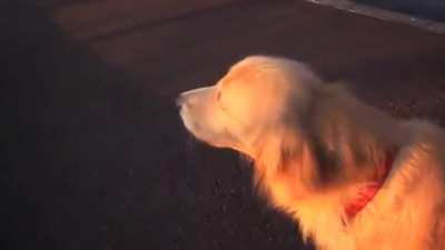 Dog Imitating a Siren