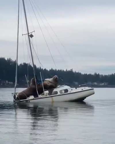 To sail