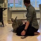 A Flemish giant rabbit.