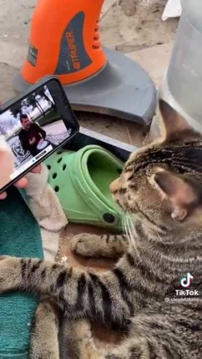 Cat's got style