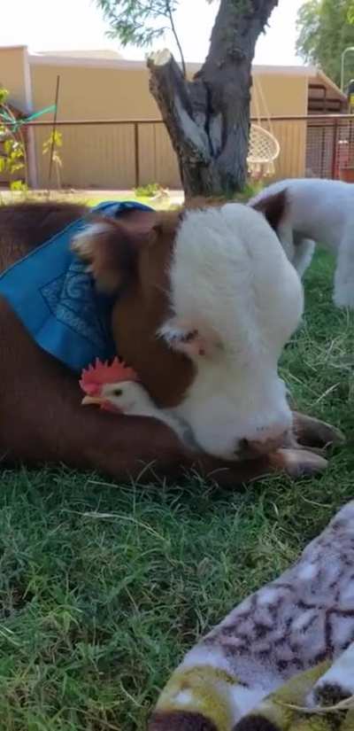 Calf cuddles his chicken