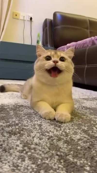 When your cat actually learned to stick out tongue like a puppy.