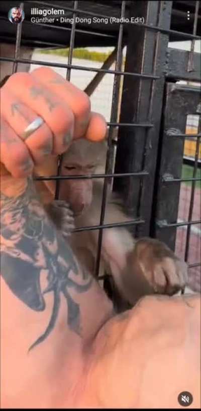 Monkey touching a bicep