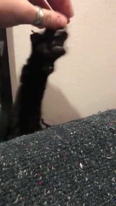 Black paws