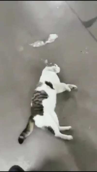faça carinho imediatamente, humano.