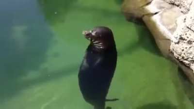 Se que viste muchos memes, con un humor dantesco gigante, ve una foca bailando un rato y despeja tu mente