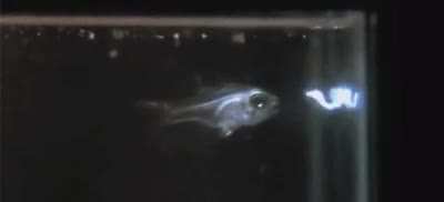 Cardinal fish spitting out octid or something like that