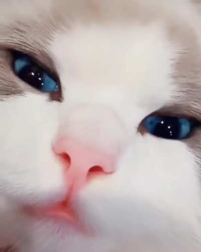 Котик