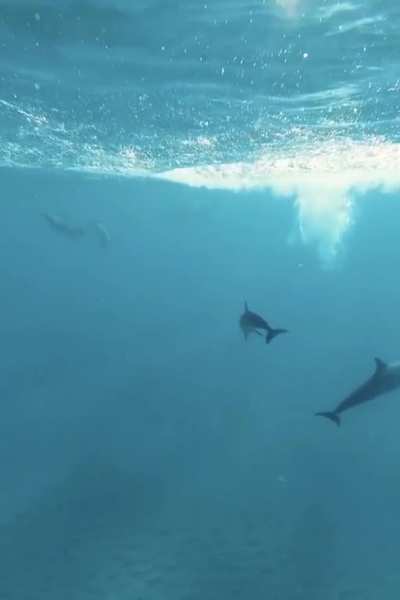 🔥 Dolphin Springing out of the water