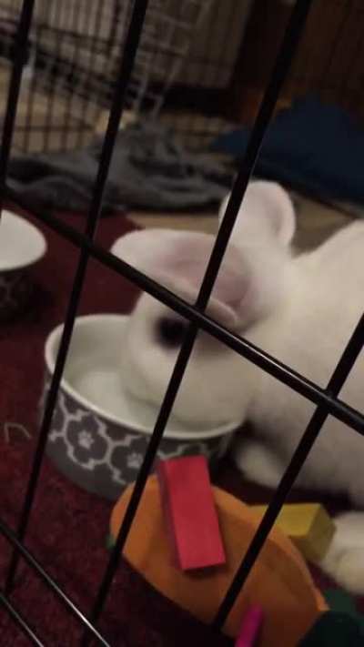 I dug up videos from the day I got buddy and found this gem! I rescued him from a tiny cage with another bunny so he wasn't used to drinking out if a water bowl. His chin was always so soaked he had to wipe the water with his paw!