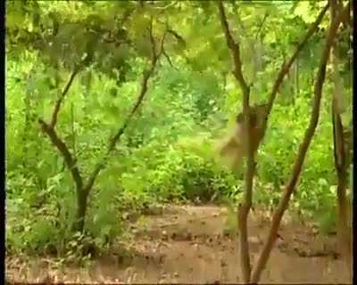 Brazen monkeys!!