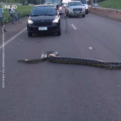 [r/Na<wbr>tureI<wbr>sFuck<wbr>ingLi<wbr>t] 🔥 Massive Anaconda crossing the highway in Brazil.