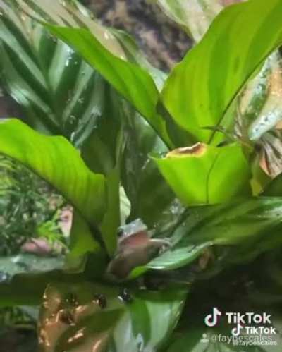 Delicious