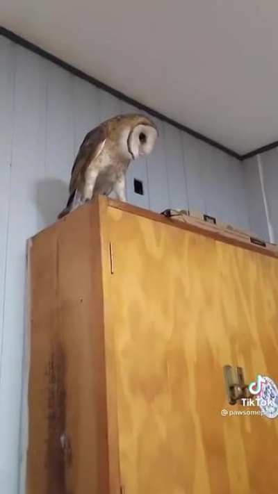 He be spooked