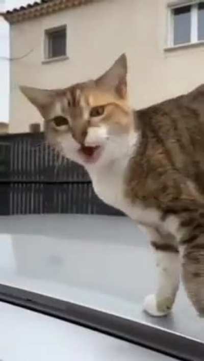 meow…meow….meo…MEOW!