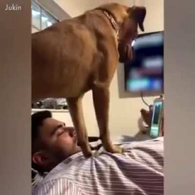 Jealous animals