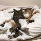 Lazy cat...... cats