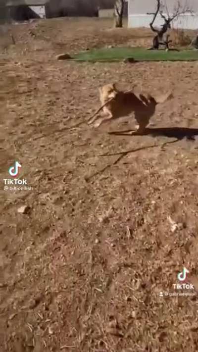 stolen from Billie Ellish's TikTok