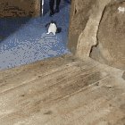 Penguins having aquarium for themselves with quarentine lockdown and no guests= visiting on cape town, south africa.