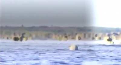 Polar bear massacres a beluga whale calf