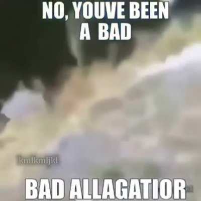 Bad allagatior 😞😞😞