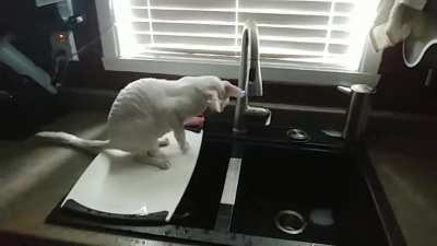 cornishrex