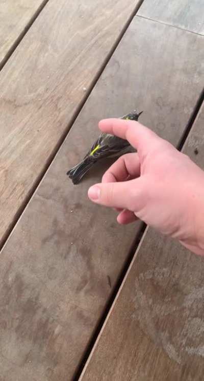 It’s a bird