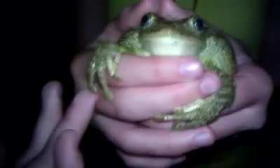 Frog scream