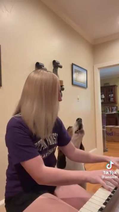 Dog demands an accompanist