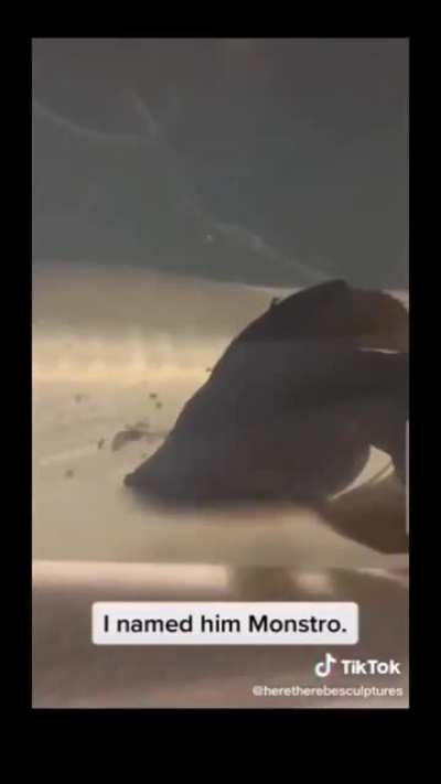 Giving a fish a second chance