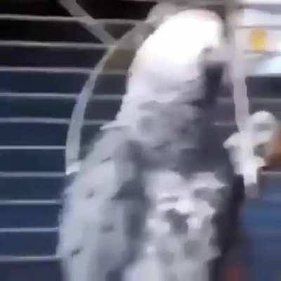 Bri'ish Pa''ot