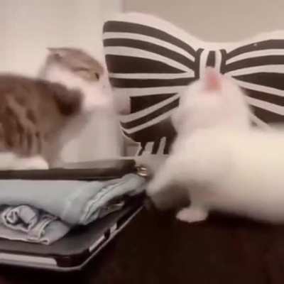 Really short smol chonks acting 