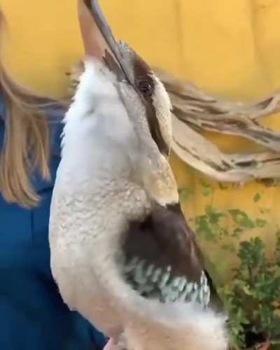 Sing for me, birb