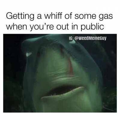 Love smelling my favourite flower in public 😂