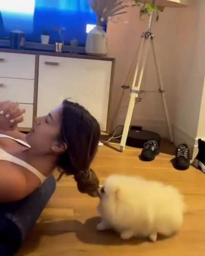 HEYY!!! Its Dinner Time Now🌚 #pomeranianlife #pomeranianlovers #pomeranianmania #pomeranianlove #pomoftheday #pomeranian #dog #puppy #poms #pom #pomeranianspitz #pomeranianpage #pupp